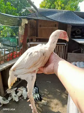 ayam Shamo putih