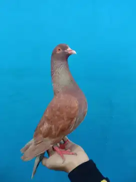 Burung merpati stabil kolong/burung dara tinggi kolongan
