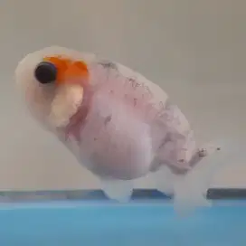 Ikan mas koki ranchu sakura lionhead