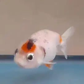 Ikan mas koki ranchu calico bluebase