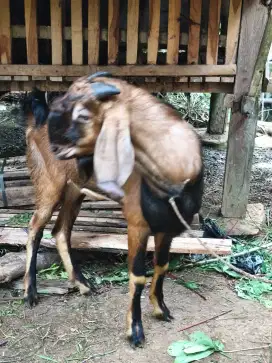 Kambing qurban murah meriah