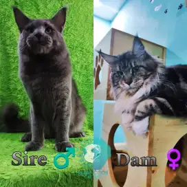 MAINECOON BERSERTIFIKAT