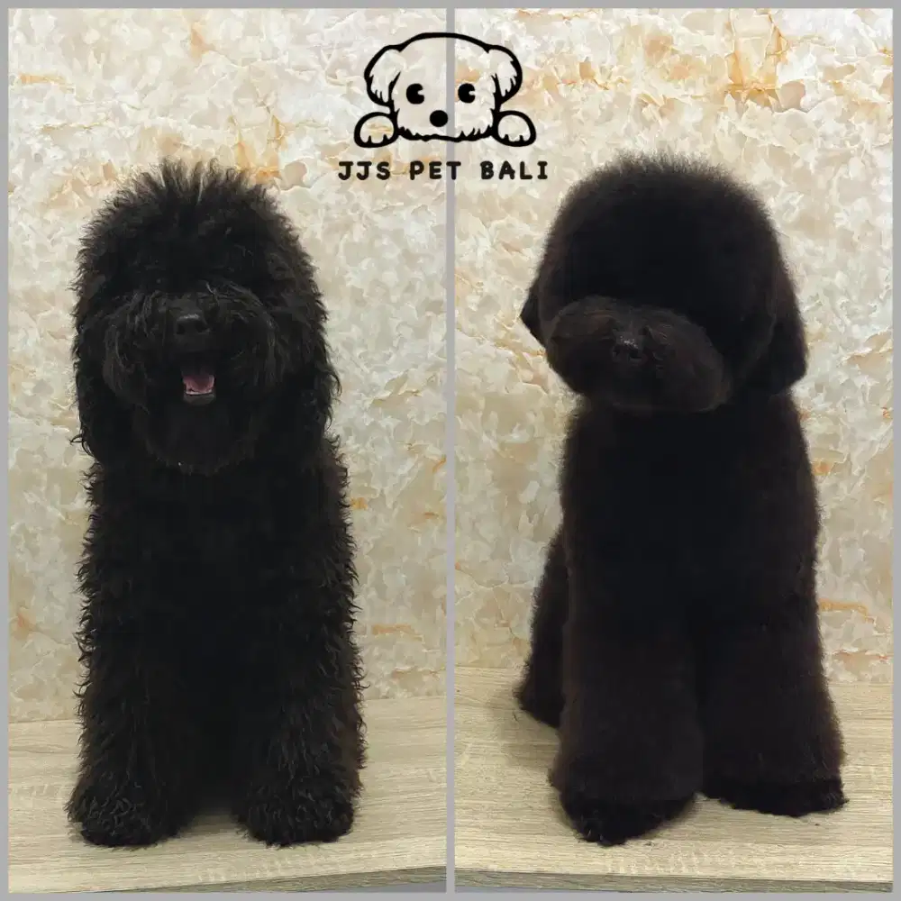 Grooming khusus anjing