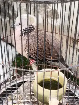 Tekukur Jantan plus kandang