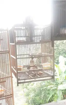 Burung Kutilang Gacor