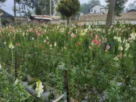 Dijual Tanah Pertanian cisarua, Dekat sekali dngn Jalan Raya (Komando)