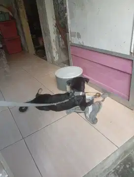 Jual Anjing rotweiller jantan