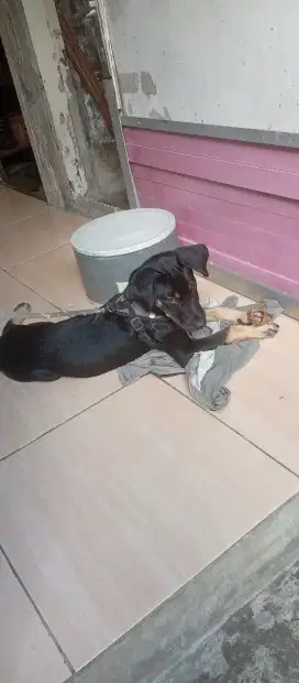 Jual anjing hub