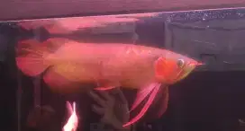 Arwana super red spesial dayung klewang 45cm