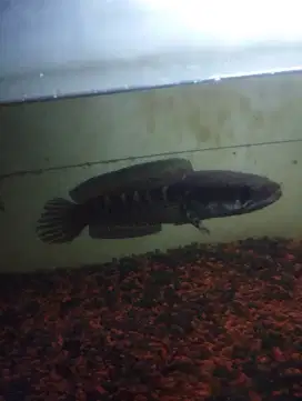 Gabus cana aurantii