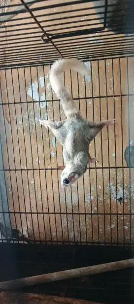 Sepasang Sugar Glider Mozaic (F) & Creamino (M)