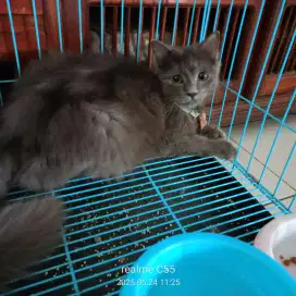 Adopsi kucing Persia Premium Jantan usia 7 bulan