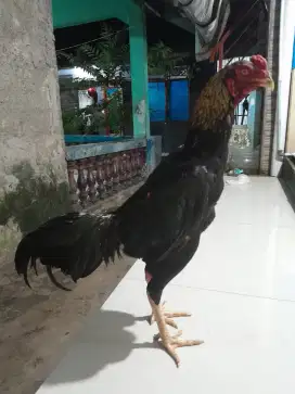 Ayam Bangkok Shamo x Ganoi
