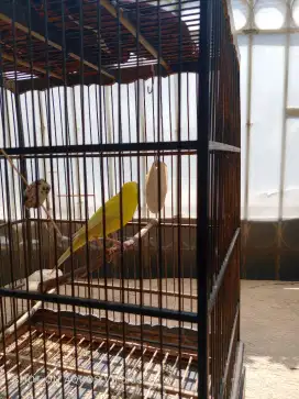 Kenari AF Stabilo polos terang  ,gacor sehat
