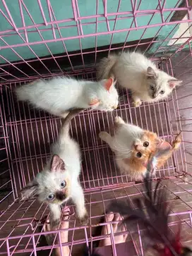 Anak kucing persia anggora