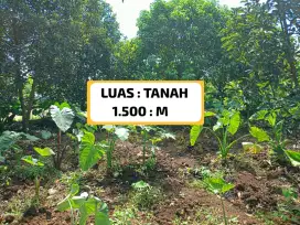 DI JUAL TANAH KEBUN PLUS 2 KOLAM IKAN HARGA MURAH