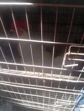 Dijual ayam kmpg putih asli Umbaran ayam umur 9 bln an
