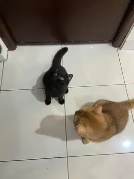 KUCING BSH BLACK SOLID
