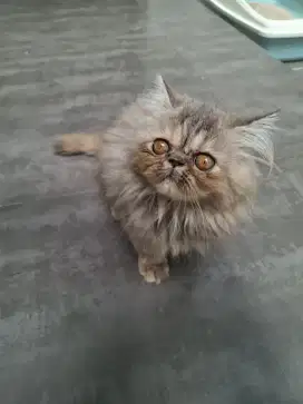 Kucing persia peacknose