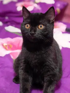 Lepas adop kitten British Shorthair jangan umur 5 bulan lincah