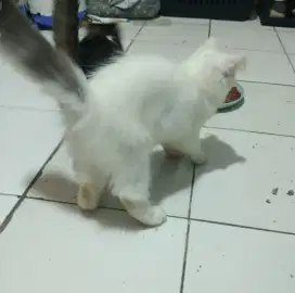 LA KUCING PERSIA
