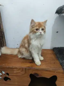 Kucing persia jantan