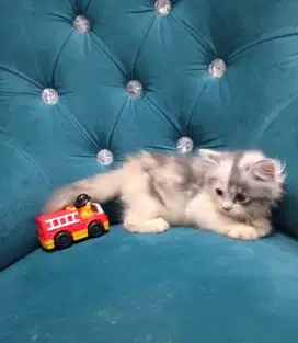 Kucing persia calico