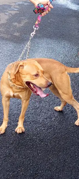 Dijual pitbull kampung mix pitkam jantan