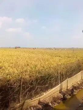 Sawah subur luas 5000 m², msk Mobil.