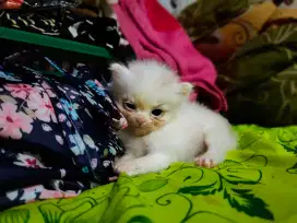 Kitten Persia putih jantan
