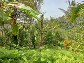 Dijual tanah kebun residensial los sungai murah di selemadeg barat tbn