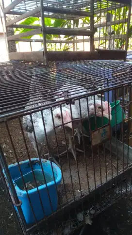 Ayam pelung anak sepasang