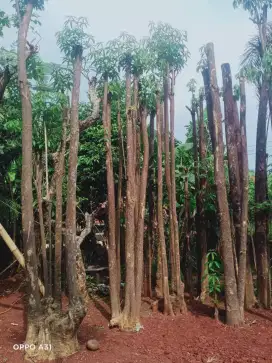 Jual pohon pule pohon peindung