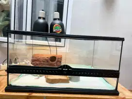jual bearded dragon