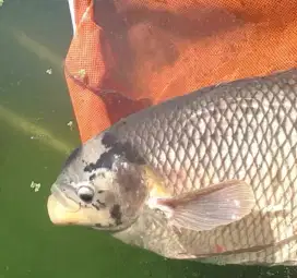 Induk ikan gurame soang