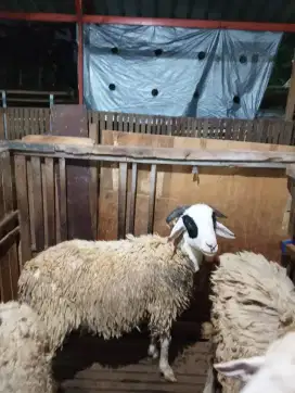 Jual Domba Qurban Kudus
