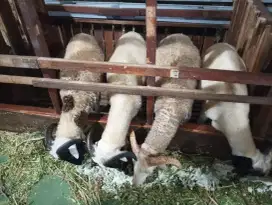 Jual Domba Qurban Kudus