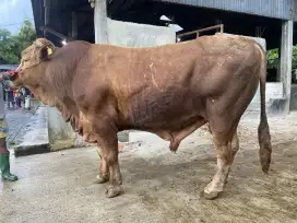 Dijual Hewan Kurban sapi dari bobot 250 kg - 1 ton