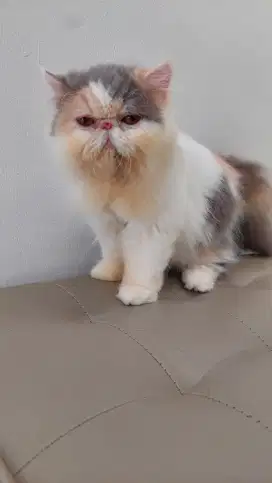 ANAKAN IMPORT PEAKNOSE CALICO BETINA