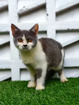 JUAL BSH X BSH PURE HARGA PELAJAR BREEDING SENDIRI