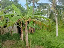 Dijual tanah perkebunan sdh aspek view laut di selemadeg barat tabanan