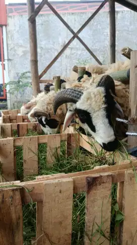 Jual Hewa Qurban
