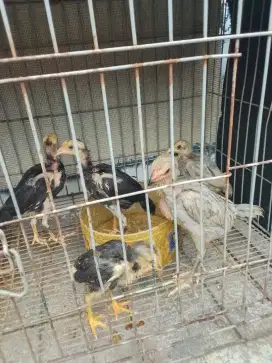 pnya anakan ganoi x phkoy.um 2bln  ada 5 ekor brong oke / satuan ok