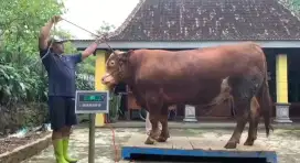 Sapi Super Premium 850kg Timbangan Real