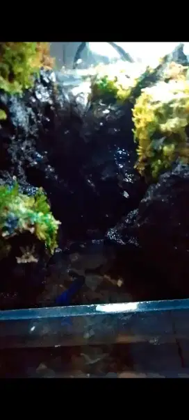 Akuarium tema air terjun