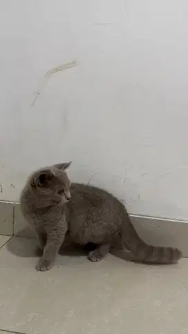 Kucing BSH Kitten