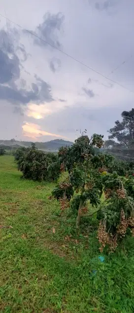 BUAH klengkeng kateki/new kristal.. kualitas supermarket