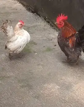 Ayam Serama Sepasang