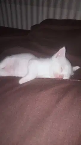 Anak kucing Umur 1 bulan