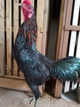 Ayam Bangkok Pama Black